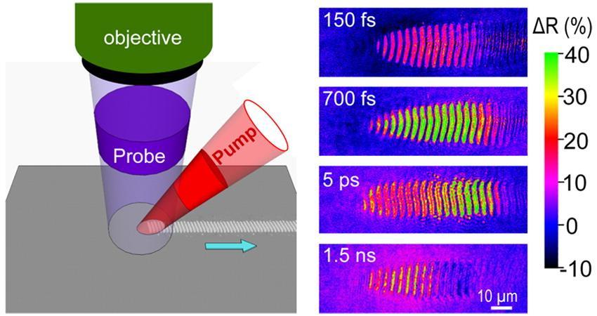 Ultrafast Moving-Spot Microscopy: Birth and Growth of Laser-Induced Periodic Surface Structures